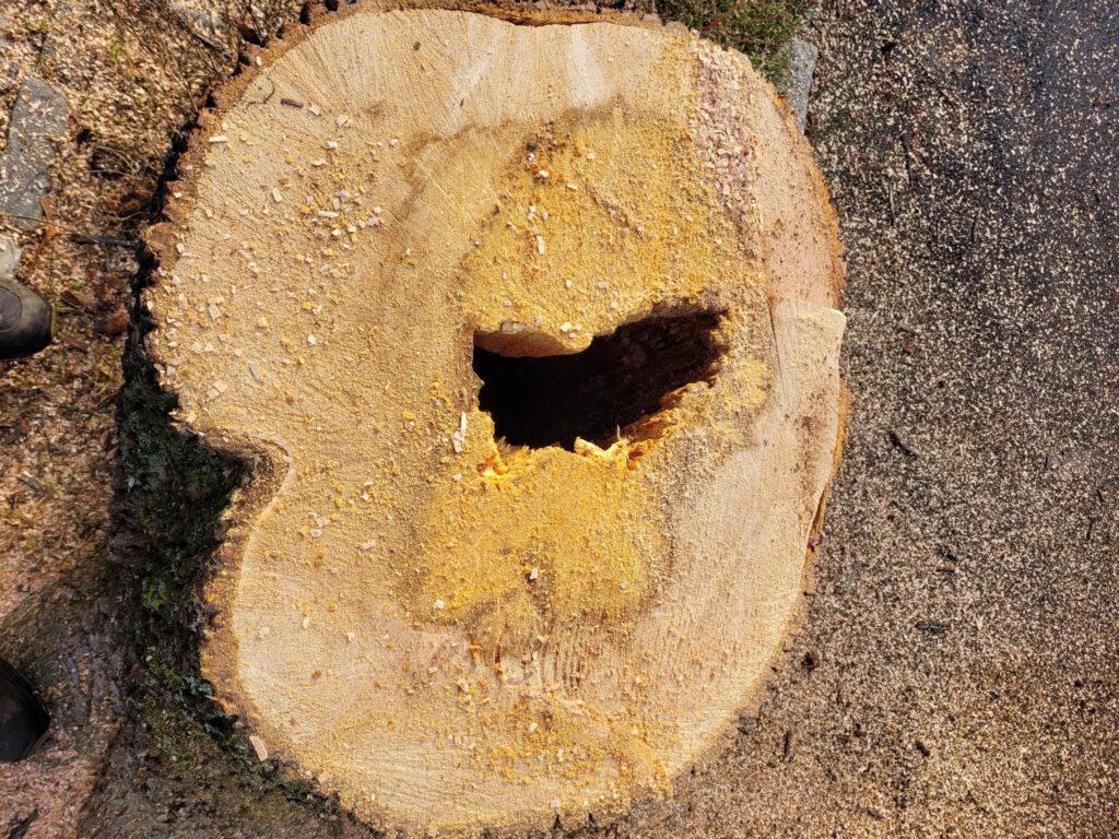 Bienenbaumaktion im Oktober 2025. Rettung eines Bienenvolkes?